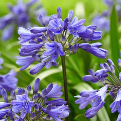 Agapanthus 'Ever Sapphire'